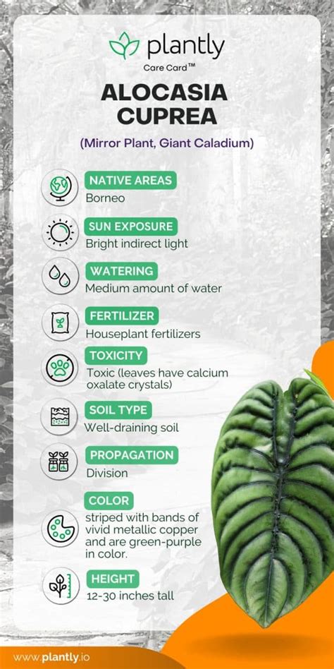 moisture meter chart for alocasia|alocasia care indoors.